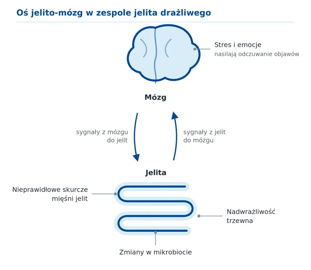 zespół jelita drażliwego, Schemat osi jelito-mózg: jak nieprawidłowe skurcze jelit, nadwrażliwość trzewna, mikrobiota i stres wpływają na ból brzucha w zespole jelita drażliwego.